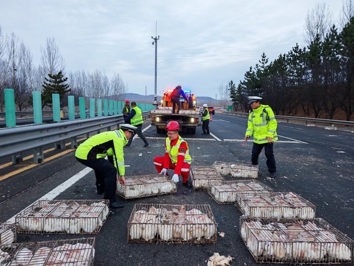 太“兔”然了！满载2000只兔子的货车高速上出事故，兔子乱窜，交警紧急救助
