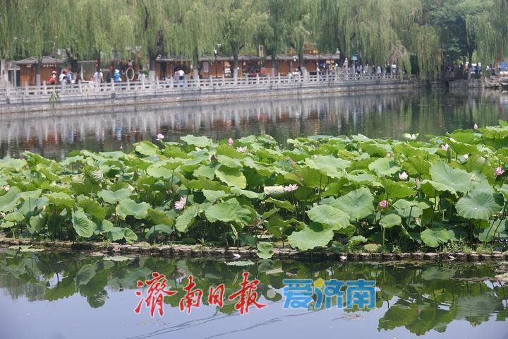 夏日限定！济南百花洲荷花盛放，开启清凉赏荷季
