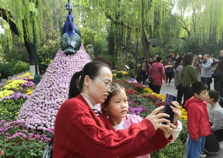 6万余盆菊花竞相绽放，第45届趵突泉金秋菊展拉开帷幕