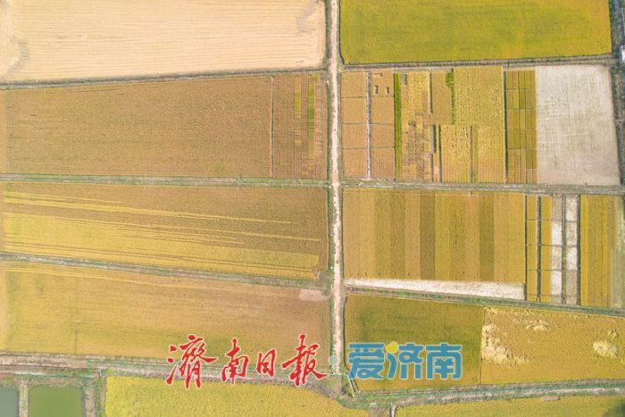 黄河稻浪飘香，济南吴家堡水稻将进入全面收割期