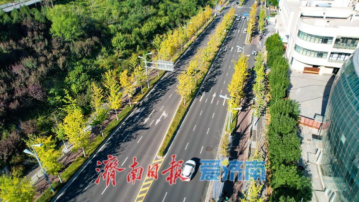 彩叶染秋扮靓新城 济南新泺大街娜塔栎铺展秋日唯美画卷