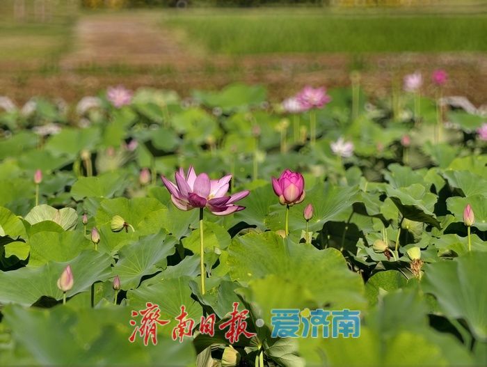 一年四季 泉在济南｜泉水浸润，灰泉荷塘绘就盛夏画卷