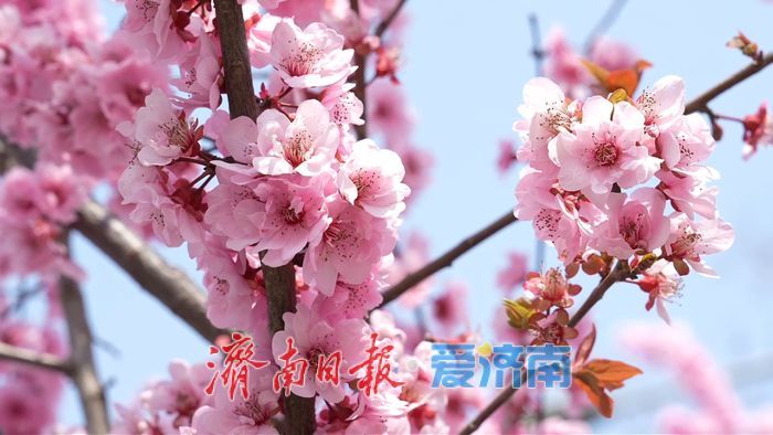 一年四季 泉在济南丨凤山路美人梅盛开，扮靓城市街景