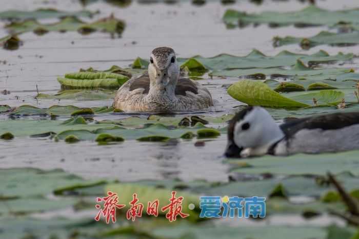 惊喜！“世界上最小的鸭子”棉凫“夫妇”现身华山湖