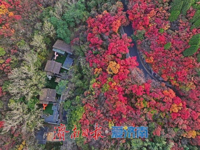 一眼沦陷！错过再等一年，济南红叶谷进入最佳观赏期