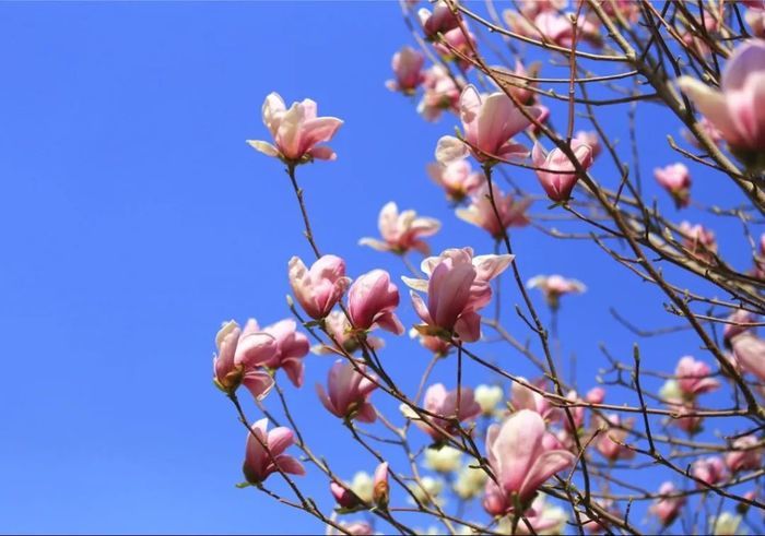 玉兰没看够？这里接着看！济南植物园玉兰花开得正盛