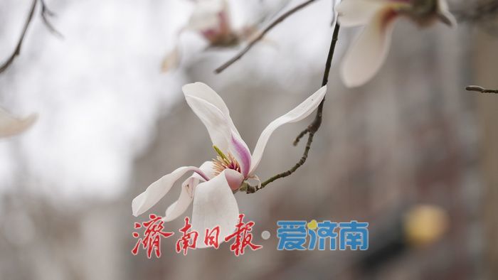 济南街头，玉兰花悄然绽放