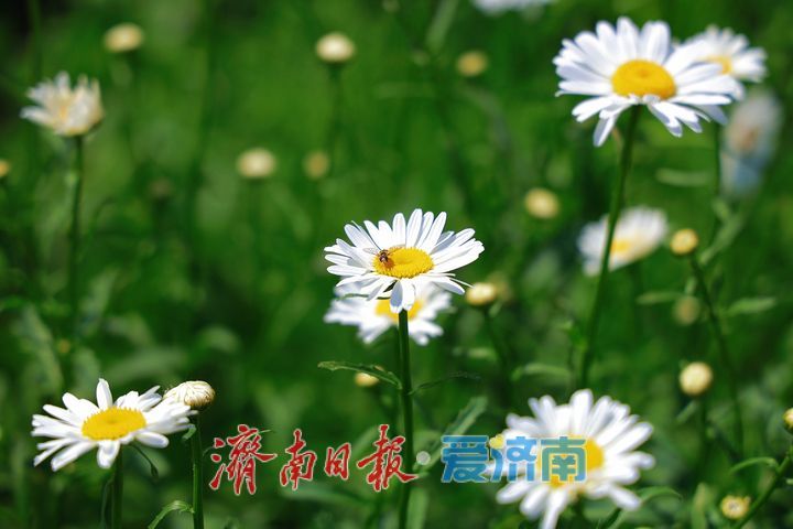 森林公园大滨菊盛放 市民定格美好瞬间