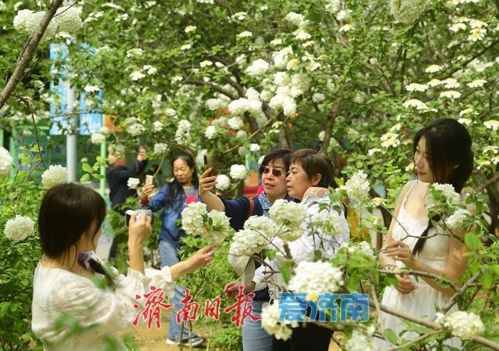 暮春时节花满园，泉城“绣球”惹人爱