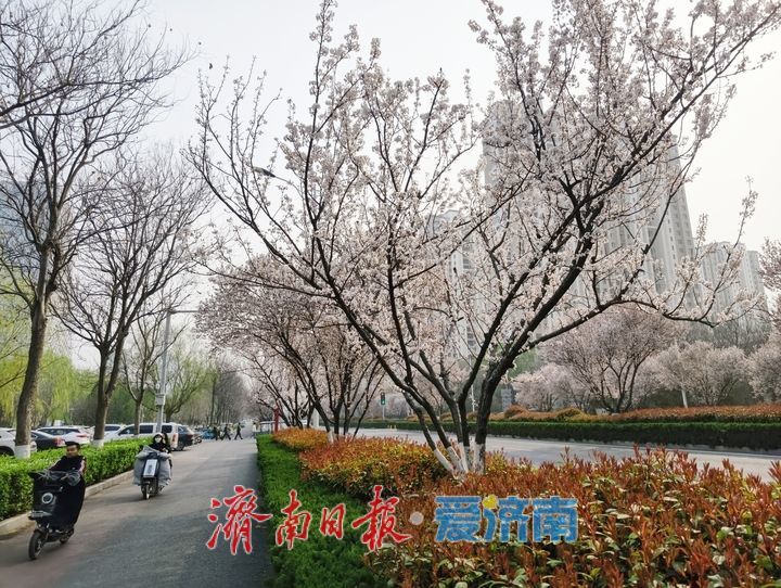 紫叶李铺就春日“花漾大道”