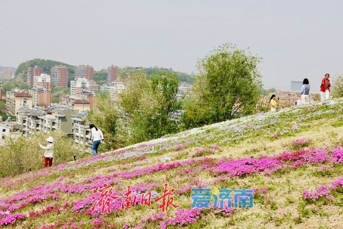 牧牛山福禄考进入盛花期 五彩花毯醉春光