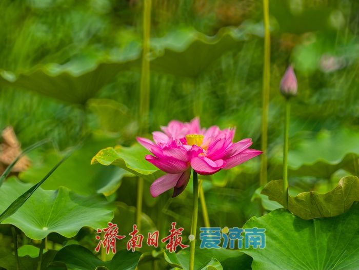一年四季 泉在济南丨绿荷犹在粉艳如初，济南CBD藏着一整个初秋的温柔