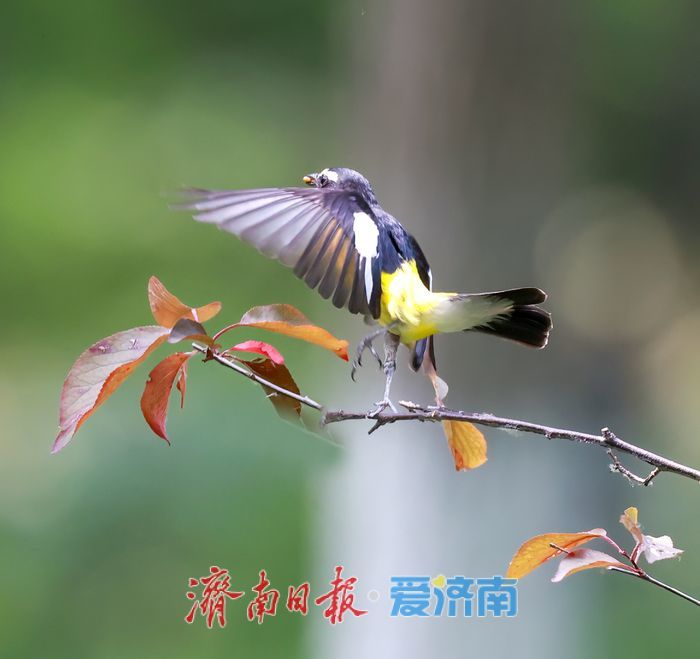 “鸭蛋黄”现身济南华山湖！