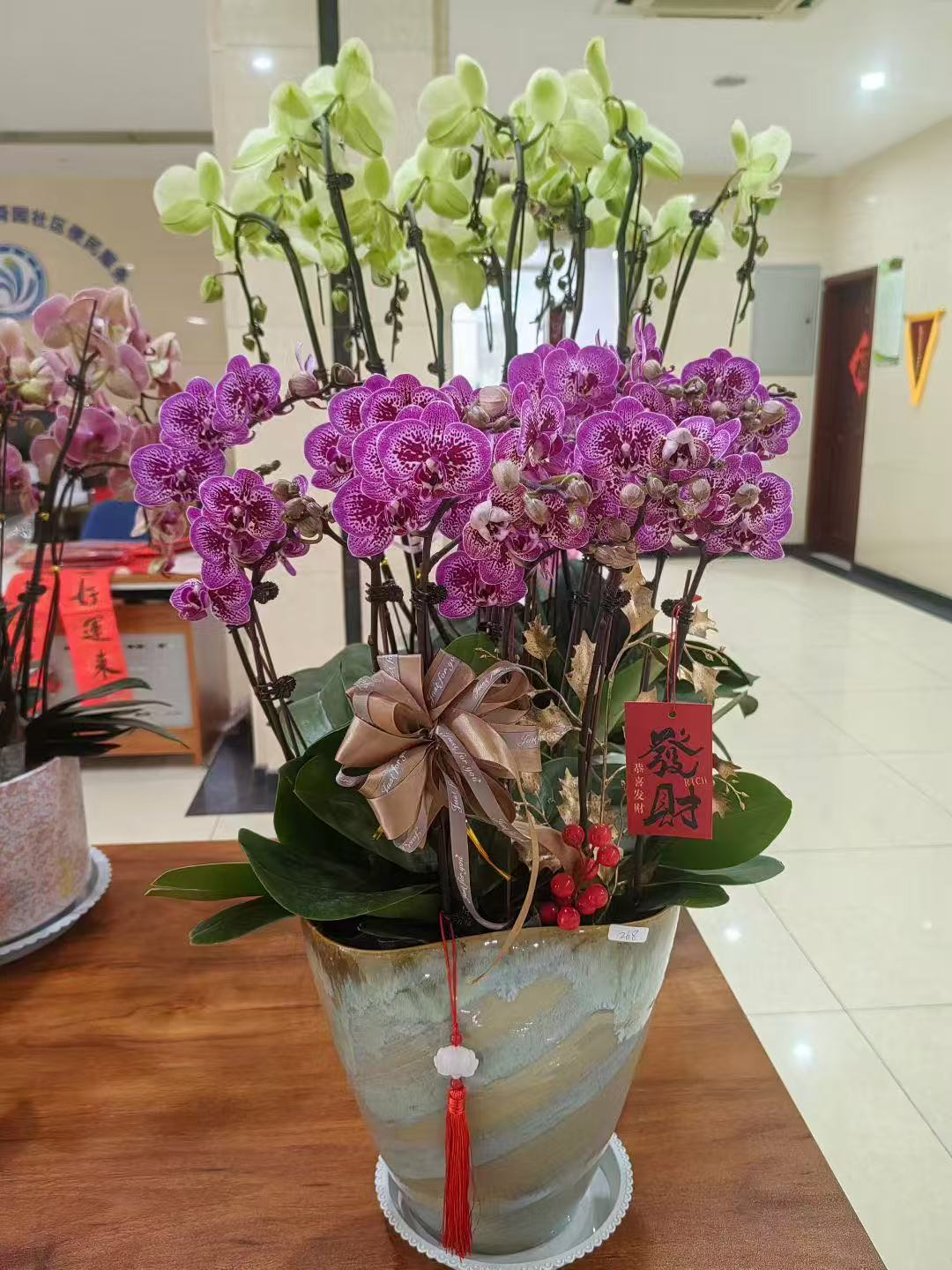 逛花市，迎新年｜花香满泉城 年味入万家 济南年宵花市进社区进公园活动拉开序幕