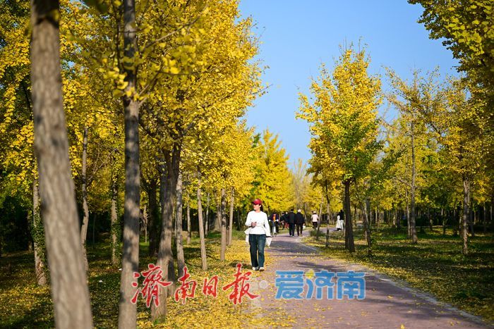 一年四季 泉在济南丨金叶翩跹母亲河 百亩银杏绘就生态画卷