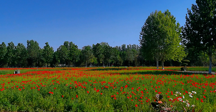 新晋打卡地！济南鲜花港万平花海美到炸
