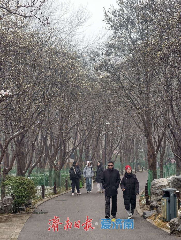 一年四季 泉在济南丨玉兰初绽报春来