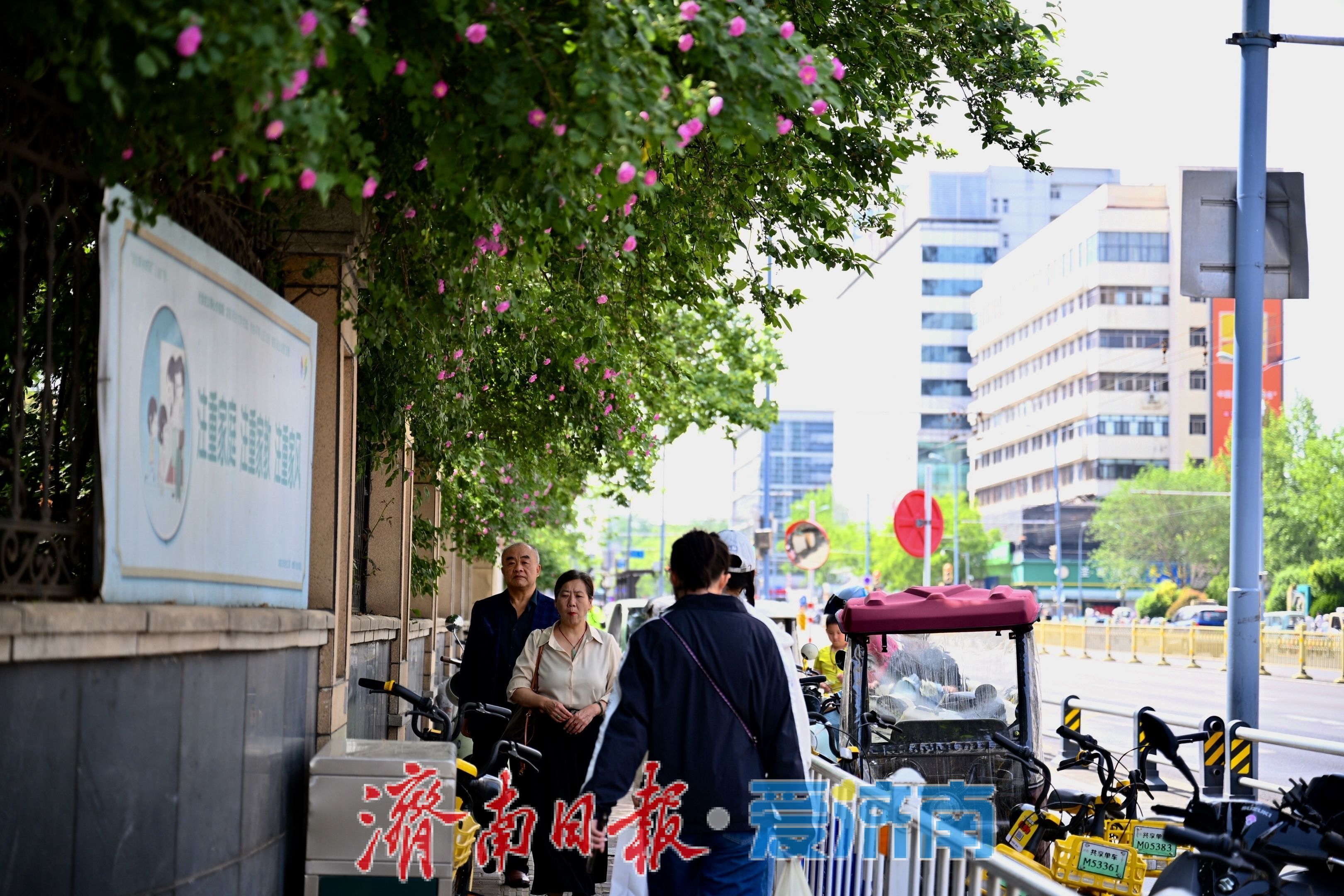 一年四季 泉在济南丨红蔷薇绽放经四路 泉城街头春意浓