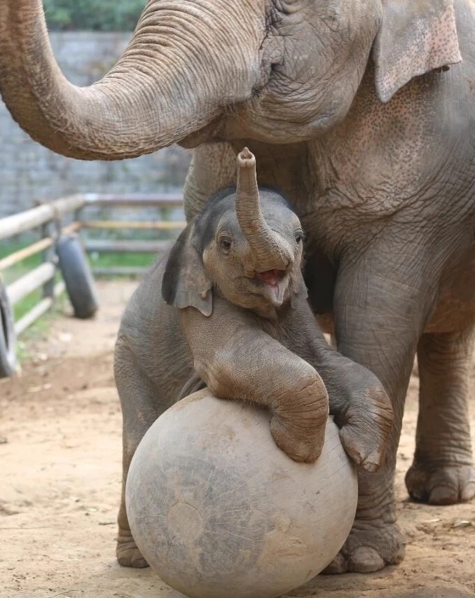 济南网红小象面向全城征名，快来为它起个响亮的名字吧！