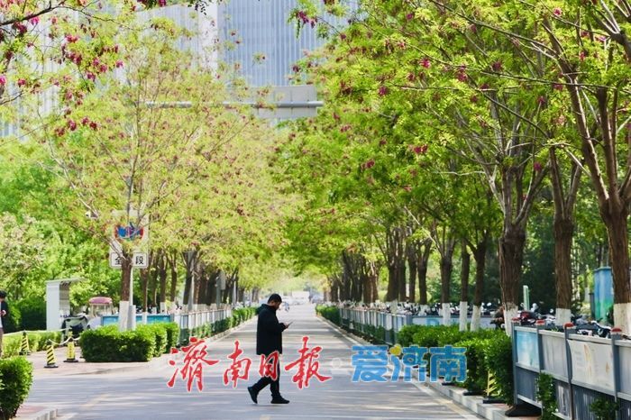 一年四季 泉在济南丨济南CBD槐花盛放 紫韵飘香绘就都市春景