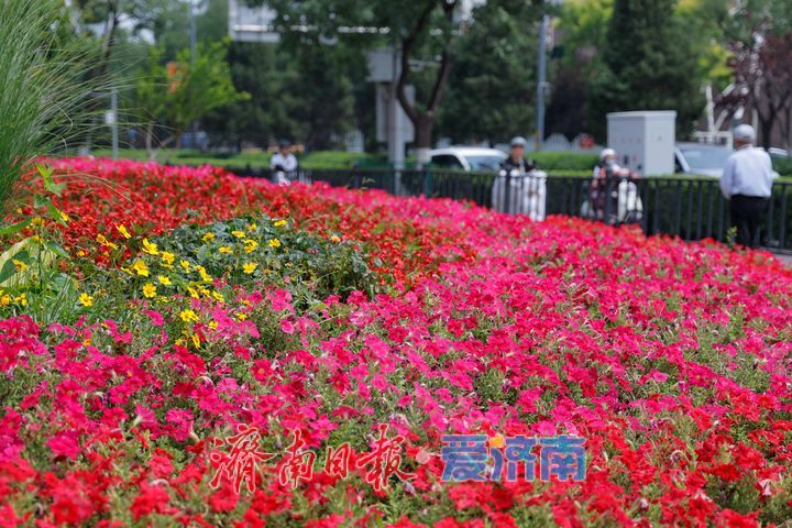 绿树红花相映成趣 城市绿化勾勒夏日美景