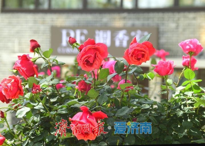 泉城老街着新装，色彩缤纷迎“五一”