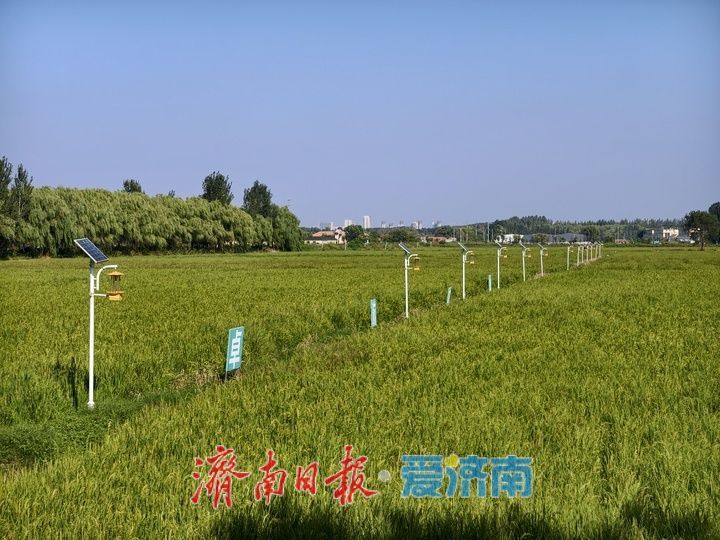 黄河畔 稻花香