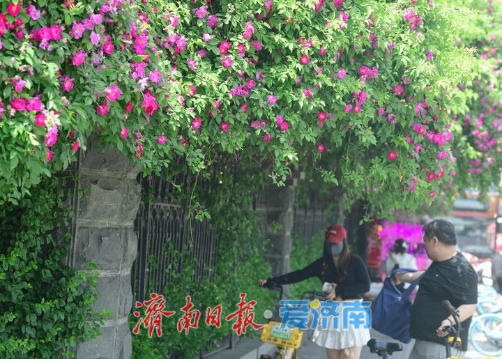 泉畔最美蔷薇“花墙”浪漫绽放
