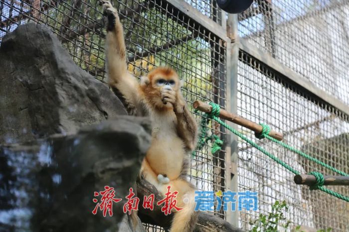 “壮壮”4岁了！济南动物园为金丝猴举行生日派对