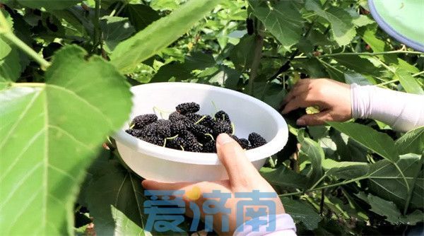 平阴夏日“葚”是美好！赴一场吃到满嘴紫红色的甜蜜之约