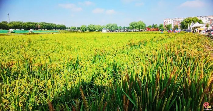 丰收的章丘，醉美！