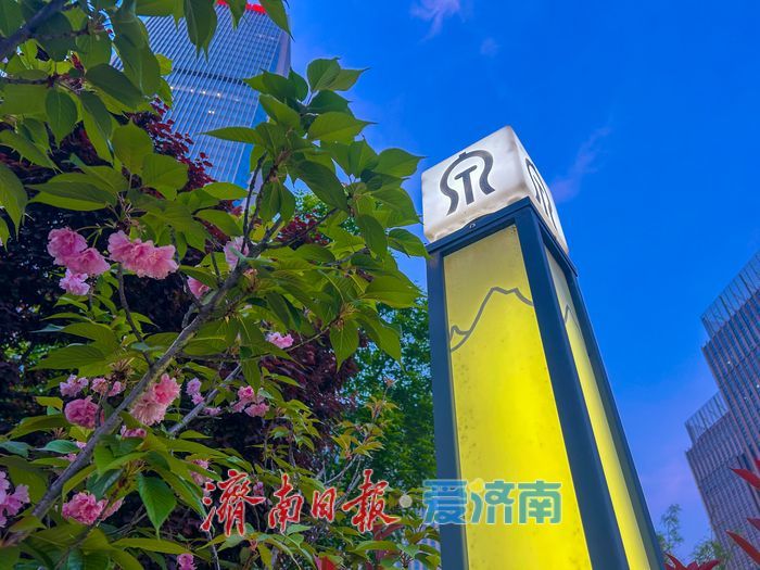 暮色樱语落泉城 奥体地铁口藏起都市里的春日限定