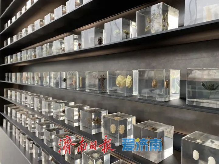 商河：一粒种子激活农业“芯”动能