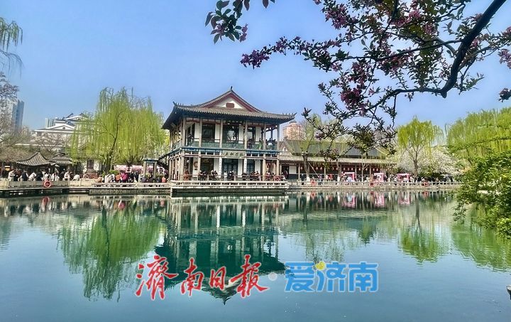 一年四季 泉在济南丨泉畔春樱盛 五龙潭变“打卡”胜地