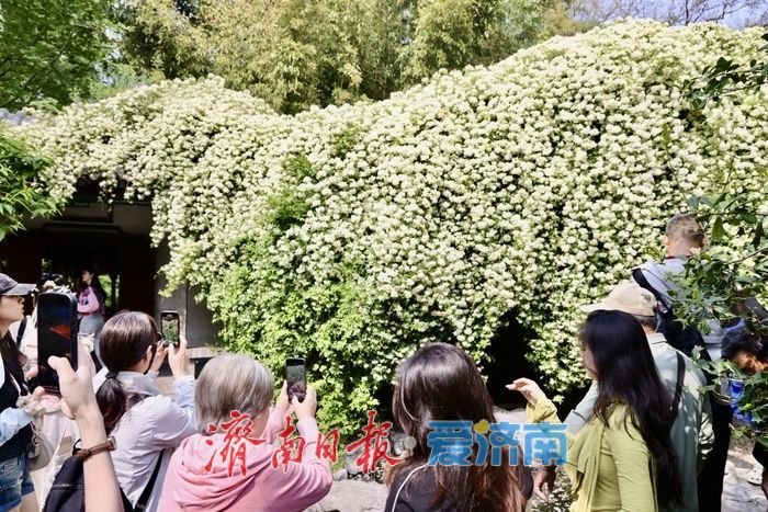 趵突泉木香盛开 花香满庭引客来