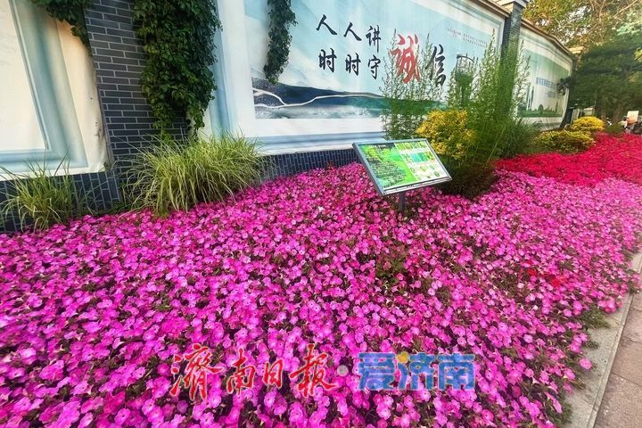 一年四季 泉在济南丨初夏换新颜 精致花境扮靓街巷