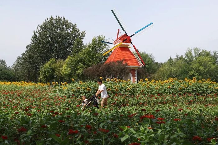 硫华菊、百日草、向日葵，济南植物园初秋花海已“上线”