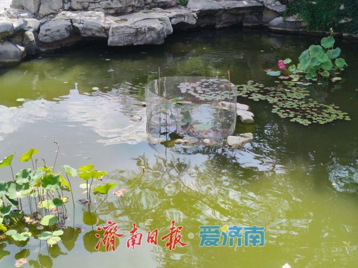 千年古莲现明湖 廉洁清风润泉城