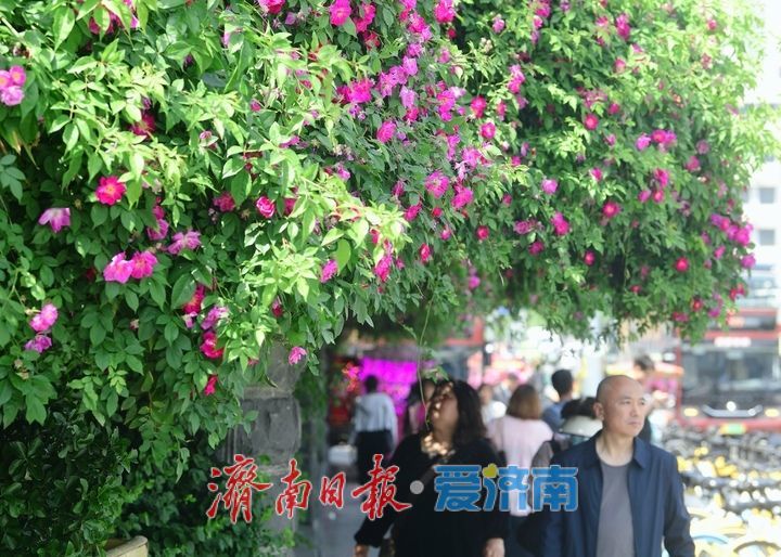 泉畔最美蔷薇“花墙”浪漫绽放