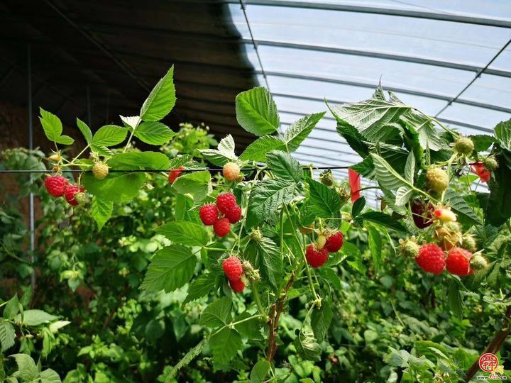 龙山小树莓  全国大市场