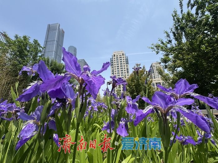 繁花映城！济南CBD鸢尾花绽放，勾勒春日都市美景