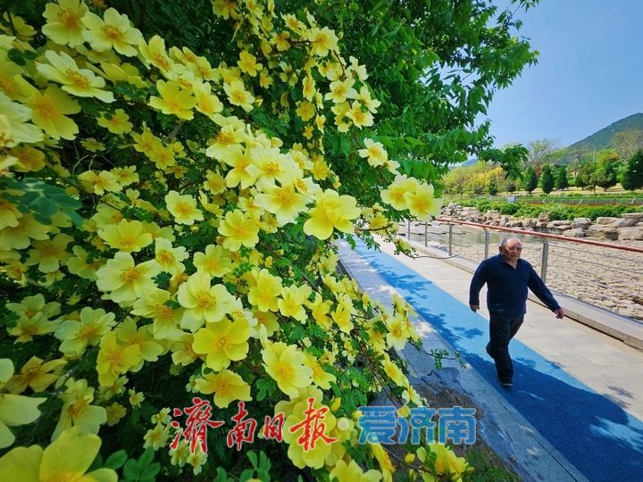 一年四季 泉在济南｜黄刺玫花开映春晖
