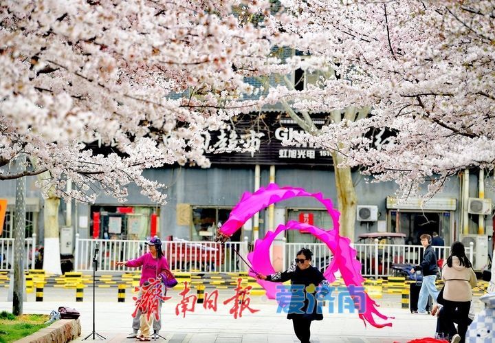 一年四季 泉在济南丨繁花似雪，“樱”你而美