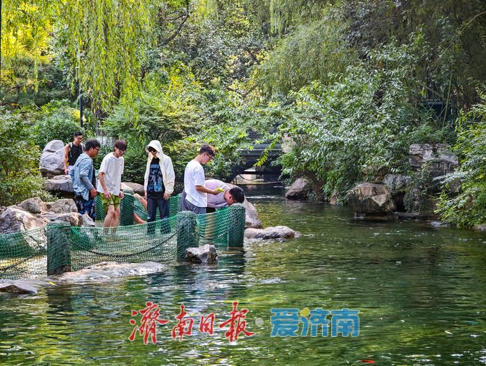 高水位赋能泉城景观 濯缨池亲水漫步成消暑热门