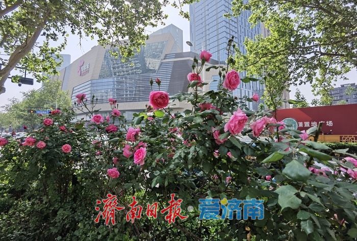 泉城街头繁花似锦，蔷薇月季次第绽放扮靓城市春光