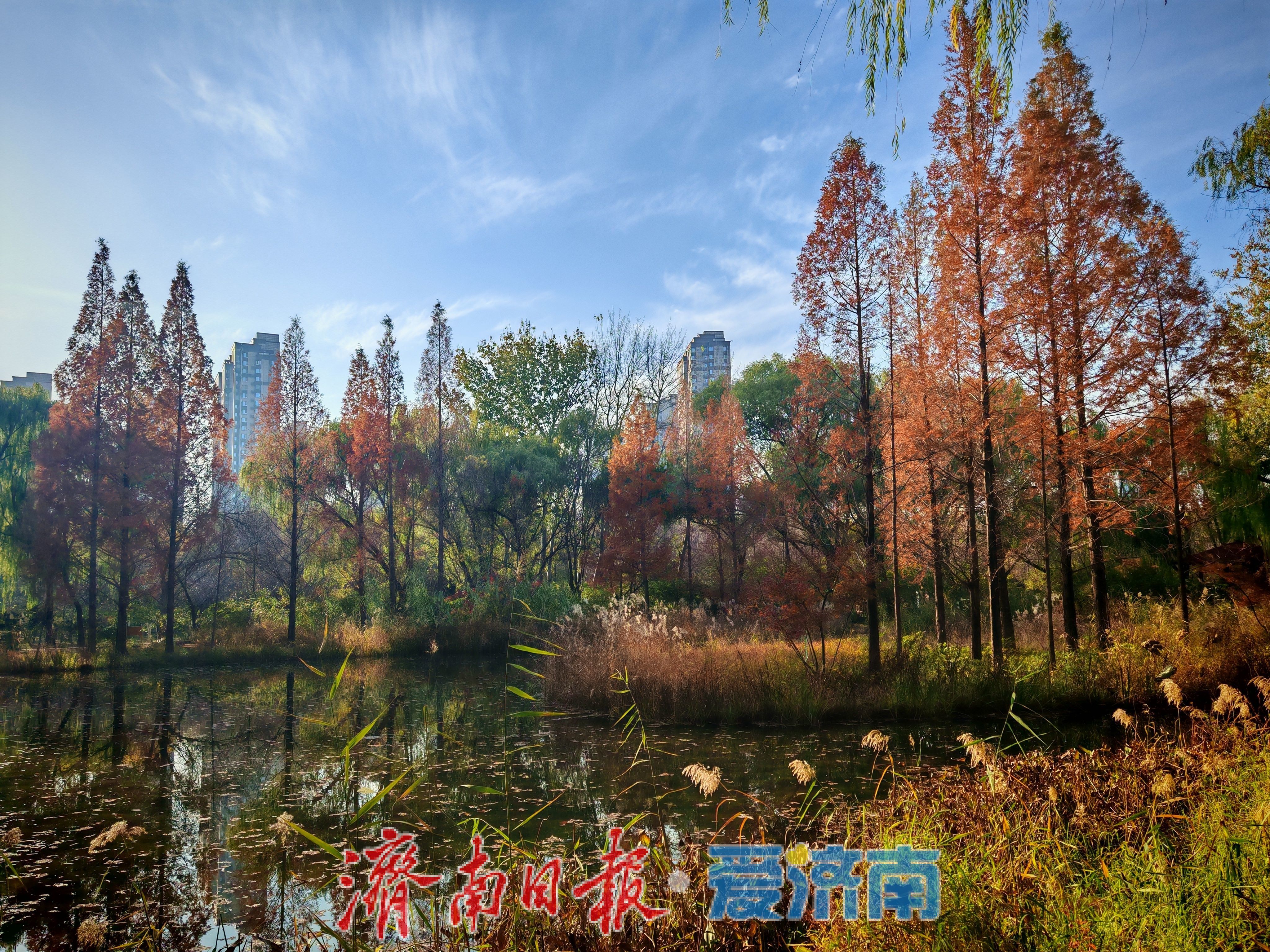 一年四季 泉在济南丨济南森林公园水杉林“红”了，这份惊艳藏不住了！