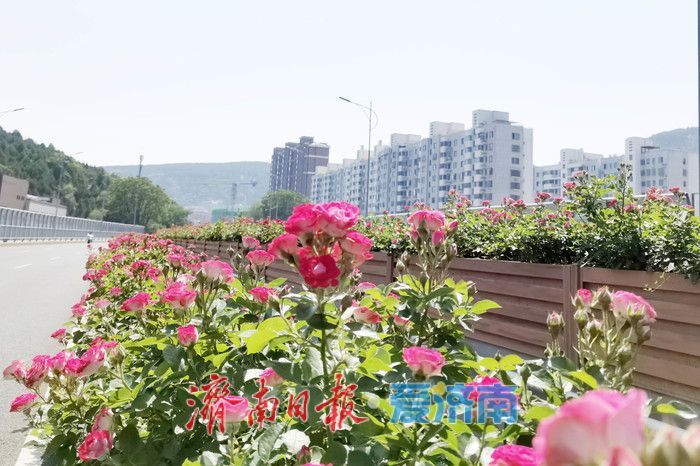 一年四季 泉在济南丨一路繁花，这条月季“花路”惹人爱