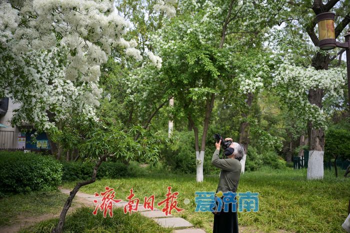一年四季 泉在济南丨大明湖畔“四月雪” 流苏花开引客来