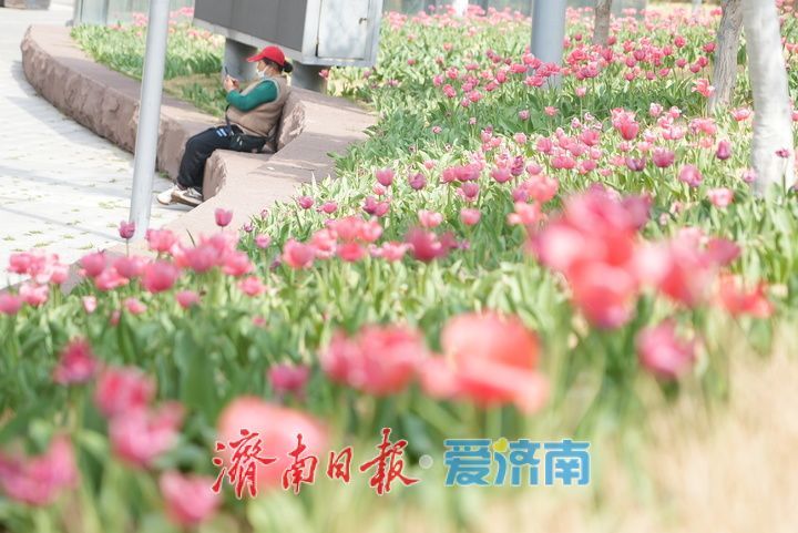 泉城人才公园郁金香盛放，春日氛围感拉满