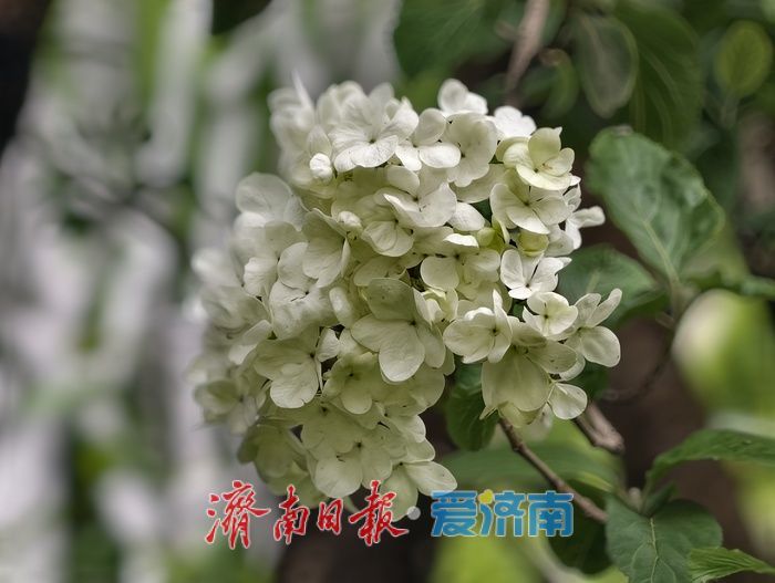 暮春时节，百花公园木本绣球清雅绽放